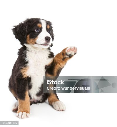 istock Bernese Mountain Dog Puppy 182381149