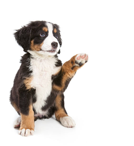 Bernese Mountain Dog Puppy Bernese Mountain Dog is sitting down. bernese mountain dog photos stock pictures, royalty-free photos & images