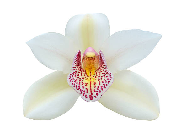 Orquídea - fotografia de stock