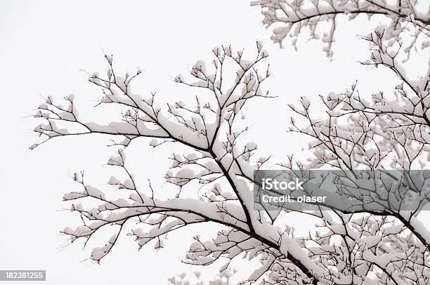 Winter Baum Zweige Gegen Himmel Stockfoto und mehr Bilder von Ast - Pflanzenbestandteil - Ast - Pflanzenbestandteil, Baum, Bedecken