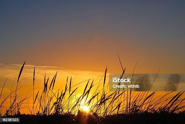 美しい夕日そして野生の草の前景 - オレンジ色のストックフォトや画像を多数ご用意 - オレンジ色, カラー画像, シルエット