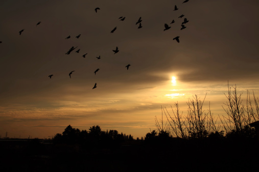 Birds flock flying before sunset
