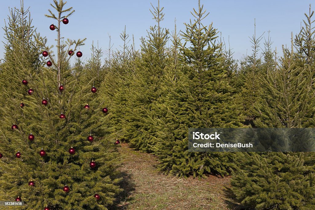 Dekorierten Weihnachtsbaum im Feld - Lizenzfrei Agrarbetrieb Stock-Foto