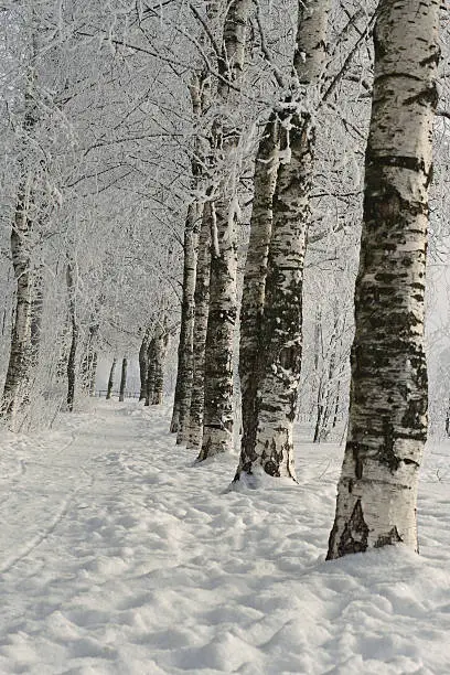 Photo of Winter birches alley