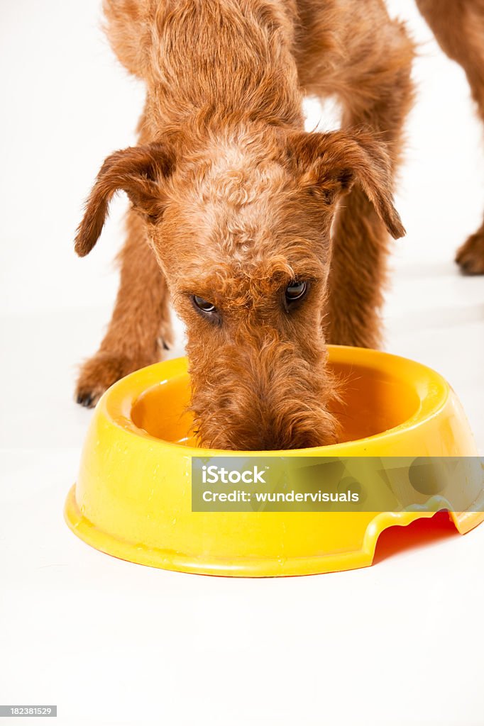 アイリッシュテリアは一部の水を飲む - 犬のロイヤリティフリーストックフォト