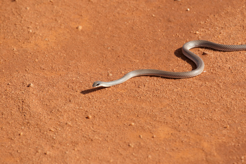 Black mamba poisonous snake in the wild