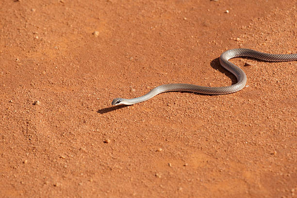 Black mamba poisonous snake in the wild Black mamba poisonous snake in the wild tsavo east national park stock pictures, royalty-free photos & images
