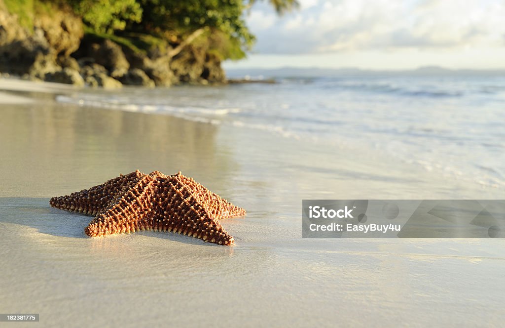 Stella di mare e spiaggia - Foto stock royalty-free di A forma di stella