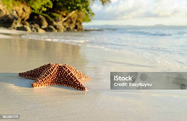 Stella Di Mare E Spiaggia - Fotografie stock e altre immagini di A forma di stella - A forma di stella, Acqua, Ambientazione tranquilla