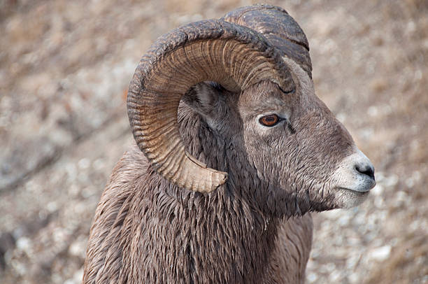 istock Bighorn Sheep ... Close-up 182382160
