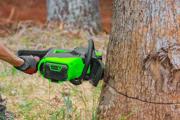 istock Chainsaws are used by professional lumberjacks to cut trees on a forests 1823821850