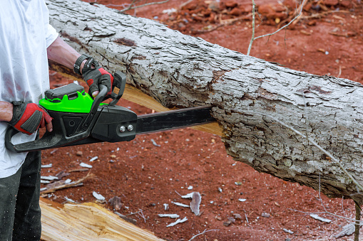 On forest, professional lumberjack cuts trees with chainsaw