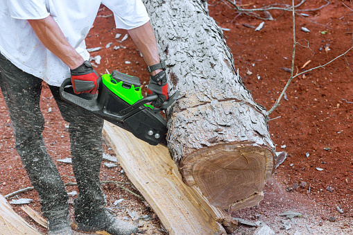 Professional lumberjack cuts tree with chainsaw on sawmill
