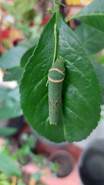 istock Green caterpillar on the green leave 1823821858