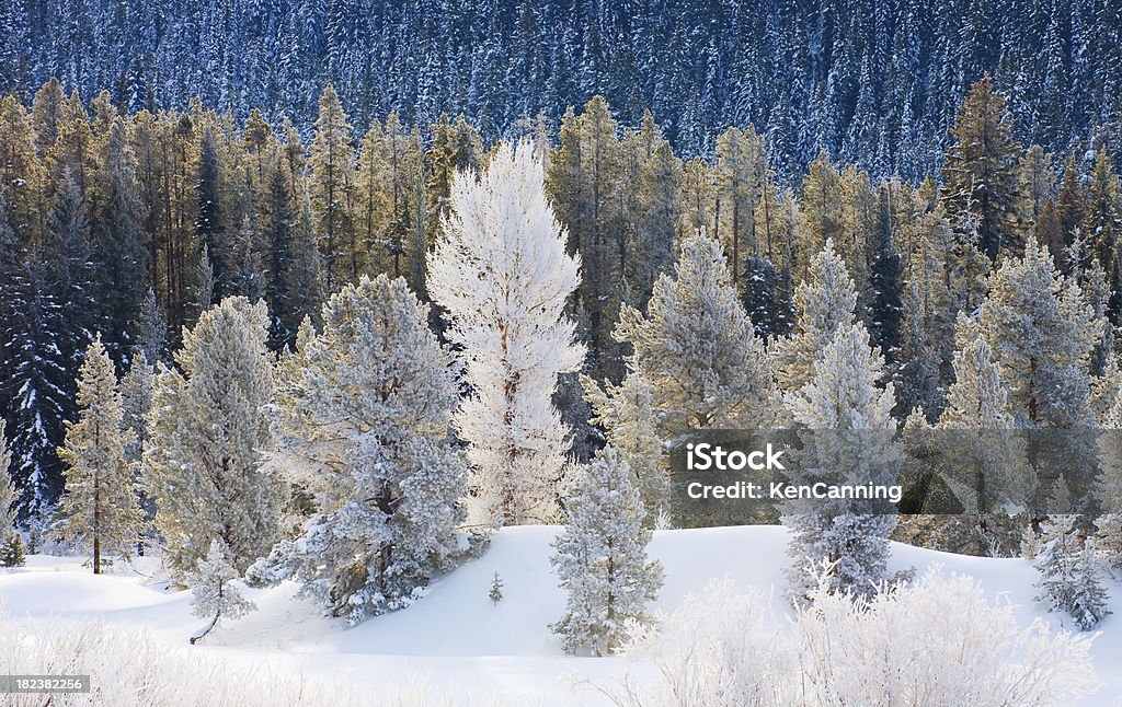 雪で覆われた森林の冬 - アメリカ合衆国のロイヤリティフリーストックフォト