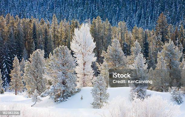 雪で覆われた森林の冬 - アメリカ合衆国のストックフォトや画像を多数ご用意 - アメリカ合衆国, アメリカ西部, カラー画像