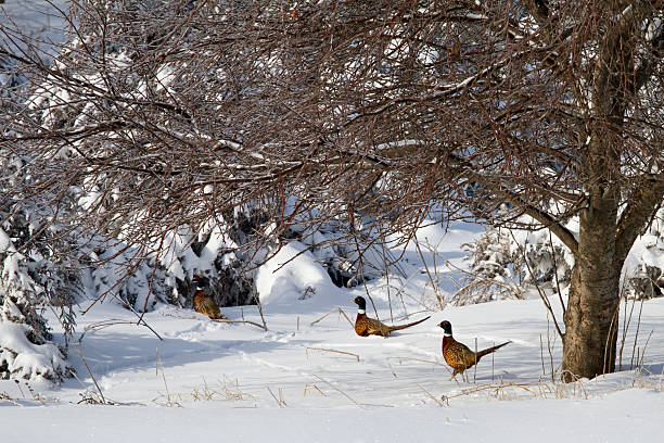 pheasant country stock photo