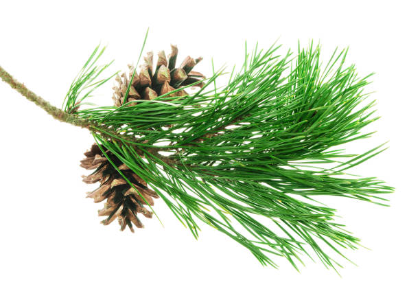 istock Conifer pine tree cone. coniferous twigs with fir needle foliage. pine isolated. Medicinal plants. New Year. Green decor 1823826795