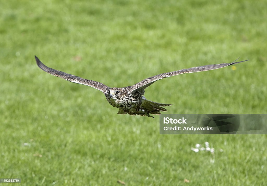 Würgfalke Falcon (Falco cherrug - Lizenzfrei Bewegung Stock-Foto