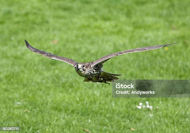 Würgfalke Falcon Falco Cherrug Stockfoto und mehr Bilder von Bewegung - Bewegung, Bewegungsunschärfe, Einzelnes Tier