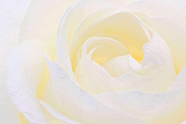 istock Close up of a white rose 182382906