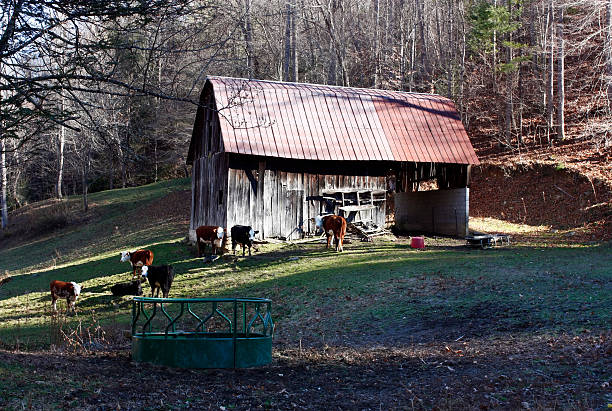 istock Barn with Dairy cows and red tin roof 182382930