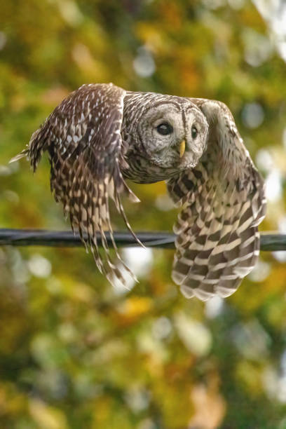 Barred Owl In Flight, Richmond, BC, Canada