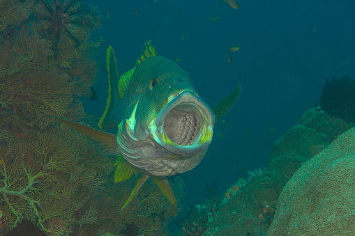 Two-striped sweetlips or giant sweetlips opens the mouth for  cleaning at cleaning station of Bali