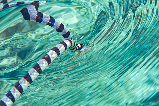 Sea Krait, Yellow Lipped Sea Krait, Banded Sea Krait under water surface  with reflections , Bali