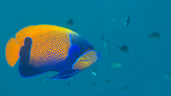 Blue-girdled Angelfish or majestic angelfish swims over corals of Bali