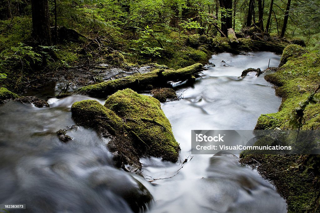 Foresta pluviale. - Foto stock royalty-free di Acqua