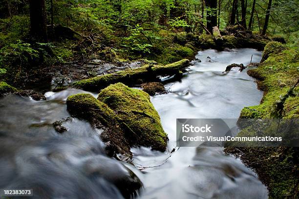 Foresta Pluviale - Fotografie stock e altre immagini di Acqua - Acqua, Acqua corrente, Albero