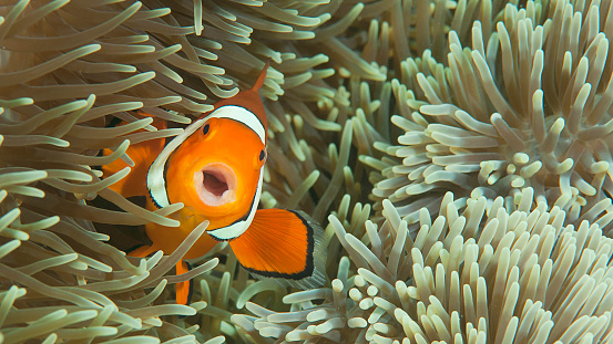 The singing ocellaris clownfish shelters among the venomous tentacles of an anemone; a perfect symbiotic relationship