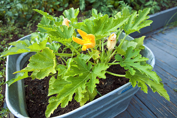 zuccini - zucchini flower squash summer fotografías e imágenes de stock