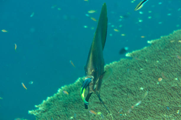 istock Batfish at cleaning station 1823832783