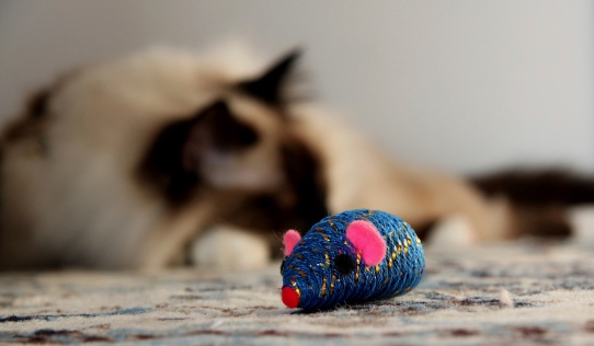 Cat's toy with blurred cat in the background