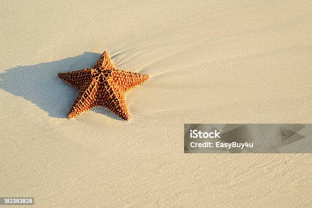 Estrella De Mar Y De La Playa Foto de stock y más banco de imágenes de Animal - Animal, Arena, Clima tropical