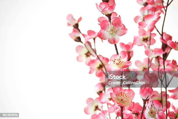 벚꽃 0명에 대한 스톡 사진 및 기타 이미지 - 0명, 개념, 꽃 나무