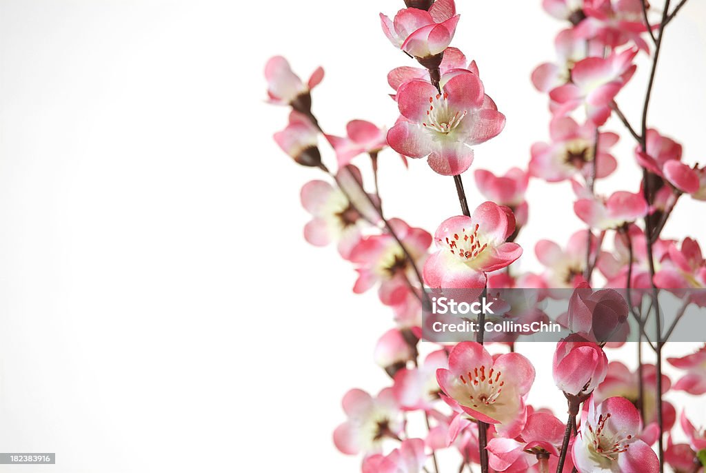 Flor de cerejeira - Royalty-free Beleza natural Foto de stock