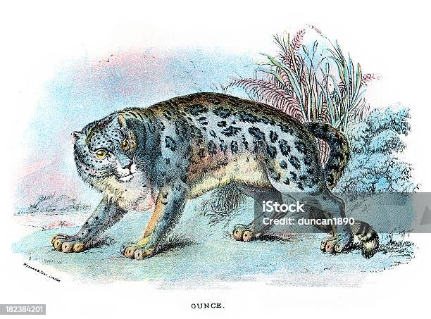 인공눈 레오퍼드 Panthera Uncia 눈표범에 대한 스톡 벡터 아트 및 기타 이미지 - 눈표범, 0명, 19세기