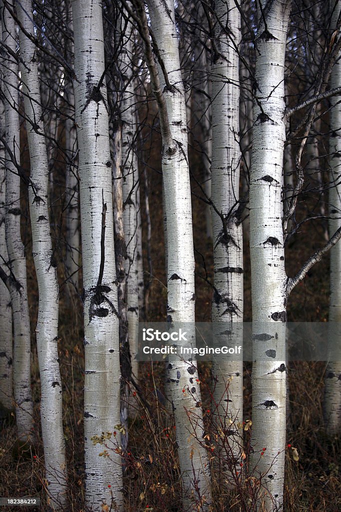 Poplars - Стоковые фото Кора роялти-фри