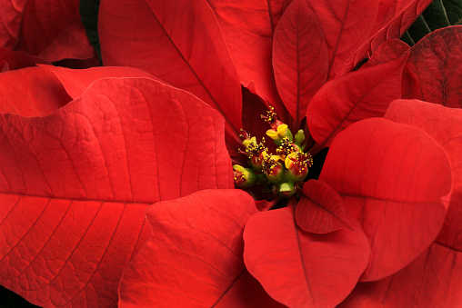 Christmas corner arrangement with pine twigs, red berries and poinsettia flowers isolated on white background