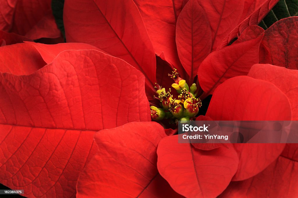 Christmas Poinsecja jeden czerwony Kwiat zbliżenie, świąteczne Rozkwiecony zakładu - Zbiór zdjęć royalty-free (Poinsecja)
