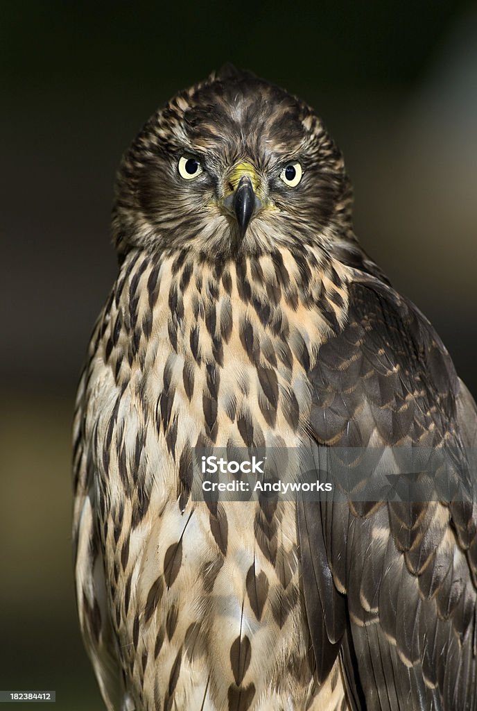 Junge Nördlicher Habicht (Accipiter gentilis - Lizenzfrei Hühnerhabicht Stock-Foto