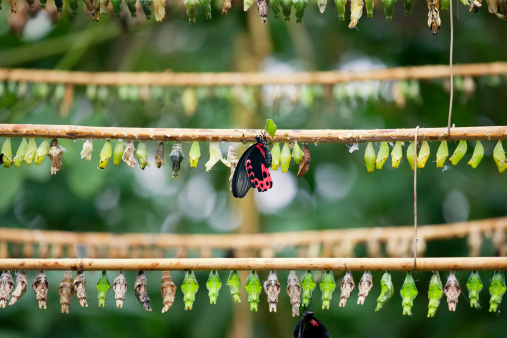 Rows of butterfly cocoons and newly hatched butterfly.
