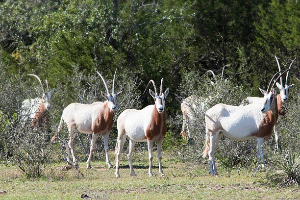 Several white and brown scimitar antelopes stock photo