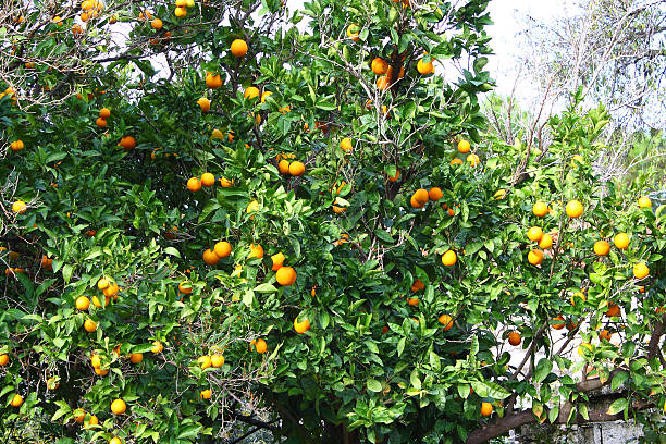 los árboles cítricos - orange portion fruit citrus fruit fotografías e imágenes de stock