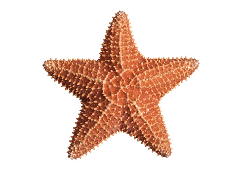 Starfish isolated on white background. No drop shadows so it can easily be extracted from the background. Shot with 5D II.