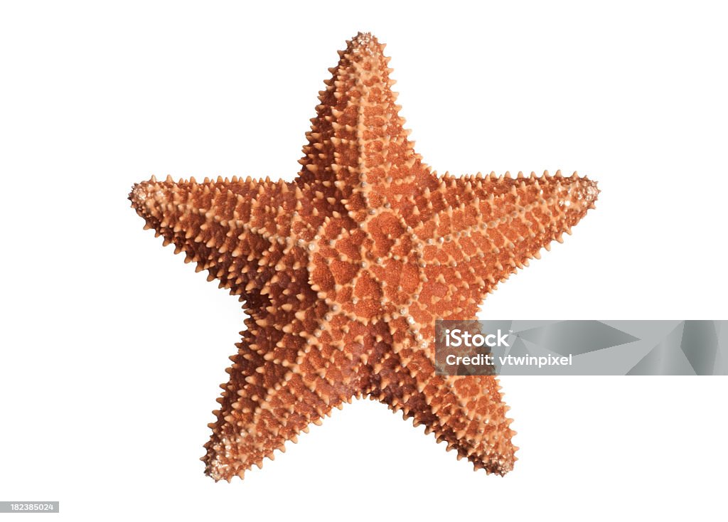 A fat starfish on a white background Starfish isolated on white background. No drop shadows so it can easily be extracted from the background. Shot with 5D II. Starfish Stock Photo