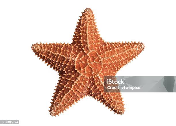 A Fat Starfish On A White Background Stock Photo - Download Image Now - Starfish, White Background, Cut Out